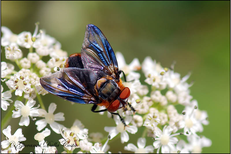 Phasia hemiptera
